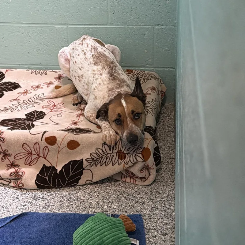 Marshall thumbnail 2