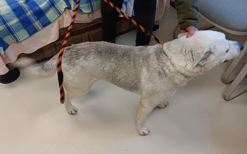 Honeydew thumbnail 2