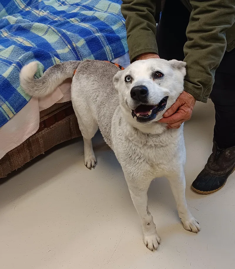 Honeydew thumbnail 3