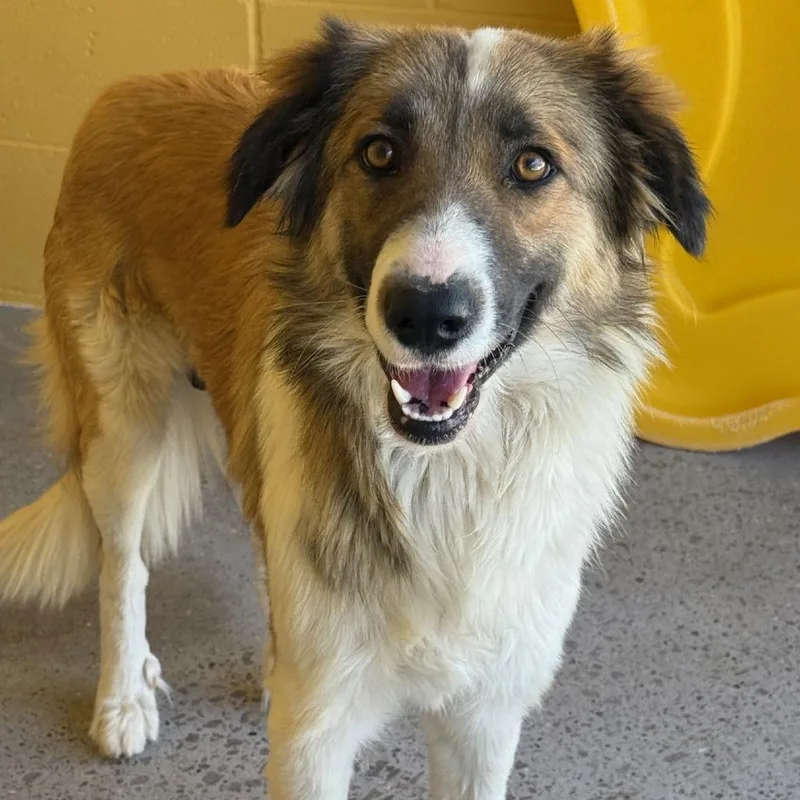 Peggy Lee thumbnail 3