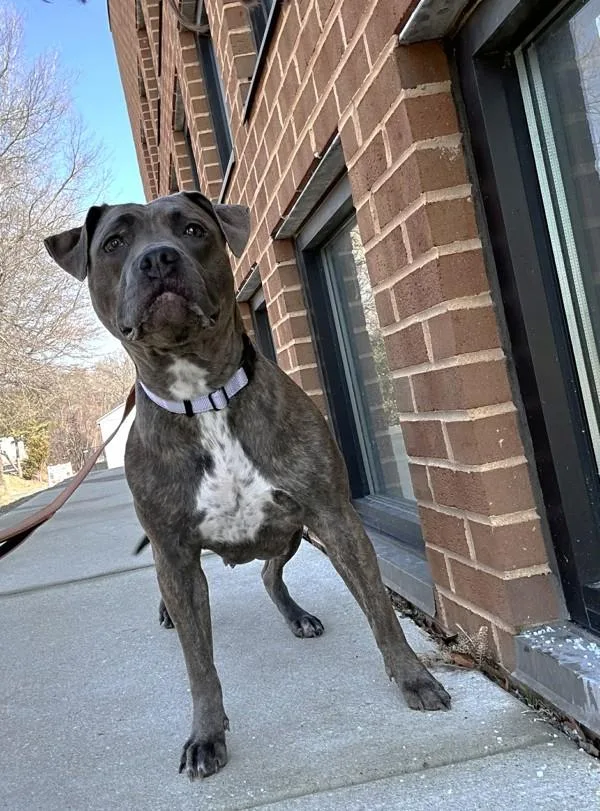 Skylight thumbnail 3