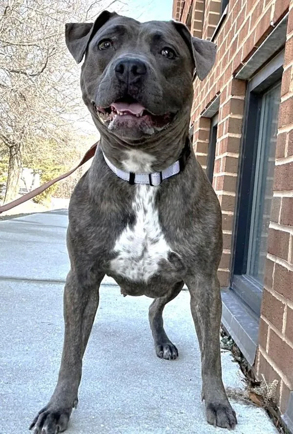 Skylight thumbnail 4