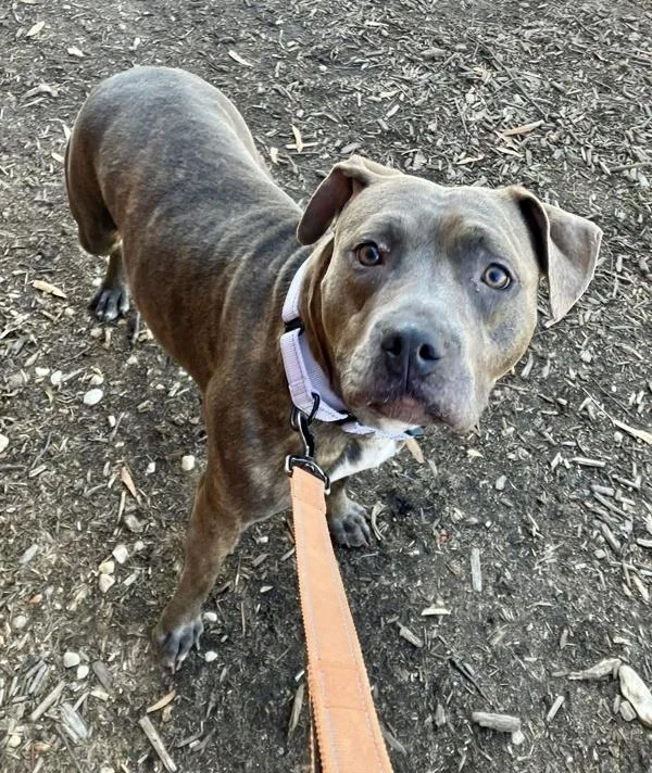 Skylight thumbnail 5