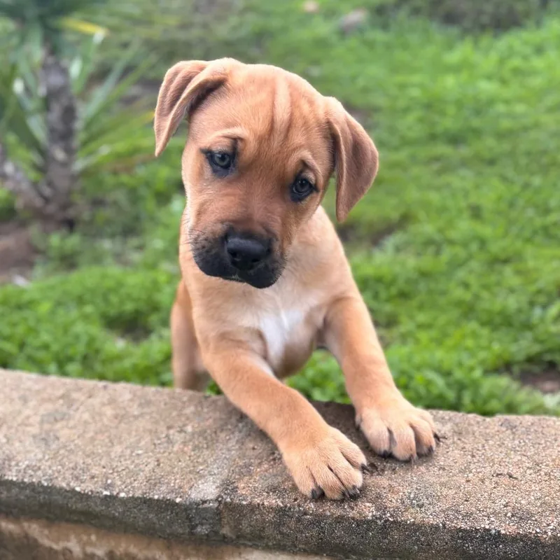 Corduroy thumbnail 2