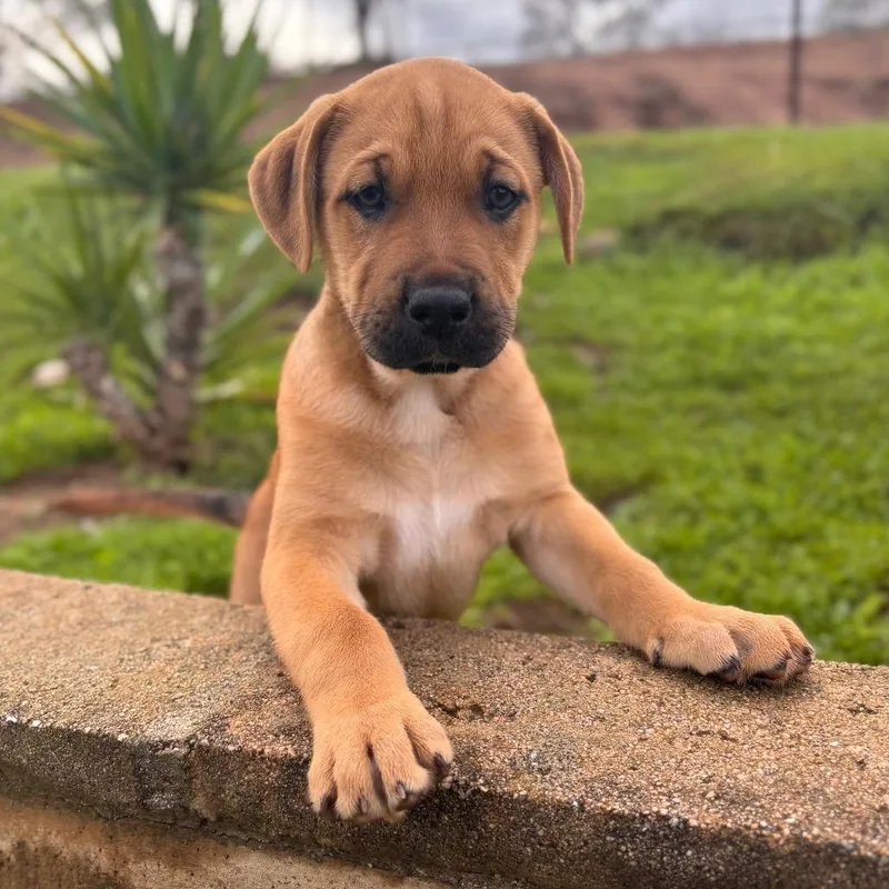 Corduroy thumbnail 3