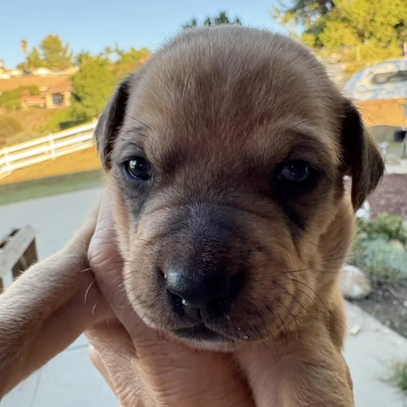 Corduroy thumbnail 4