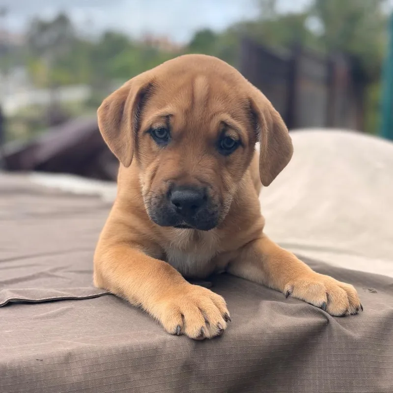 Corduroy thumbnail 5