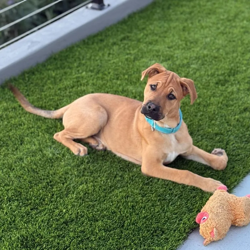 Corduroy thumbnail 6