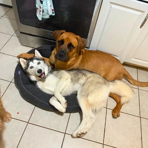 Croissant thumbnail 2