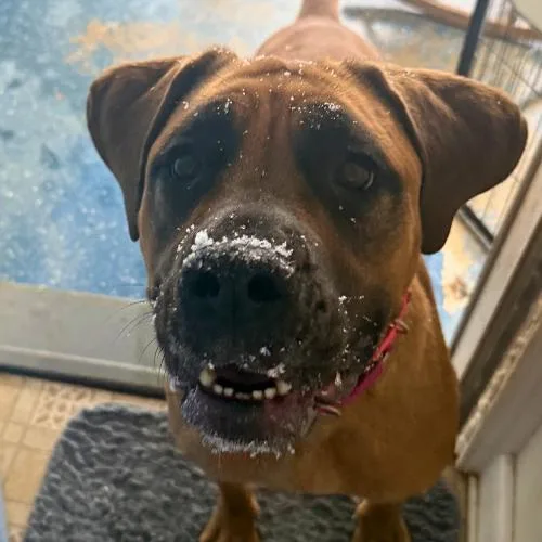 Croissant thumbnail 4