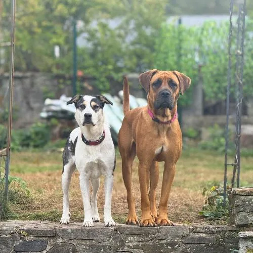 Croissant thumbnail 5