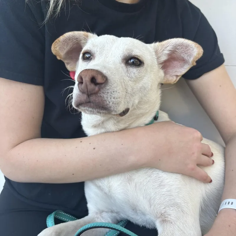 Chiquita thumbnail 3