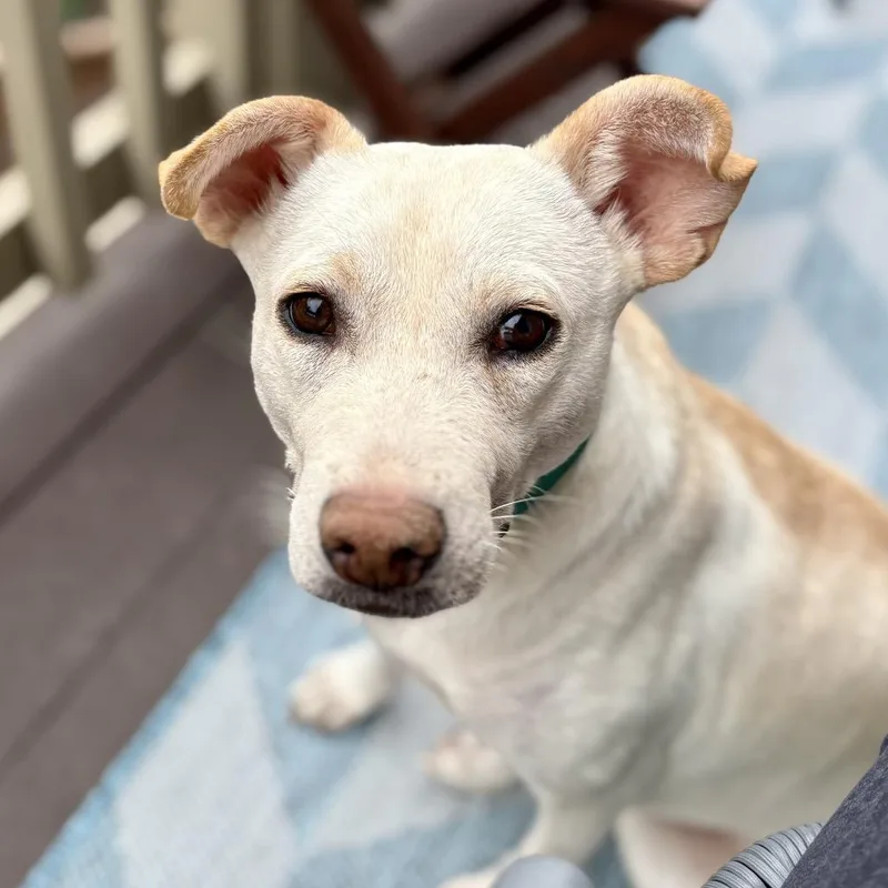 Chiquita thumbnail 6