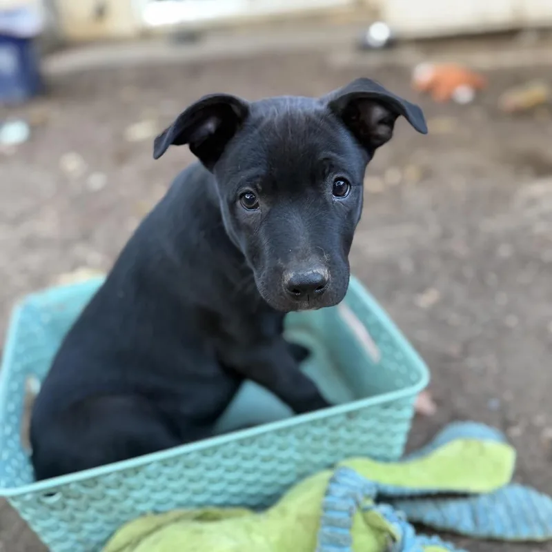 Harrison thumbnail 2