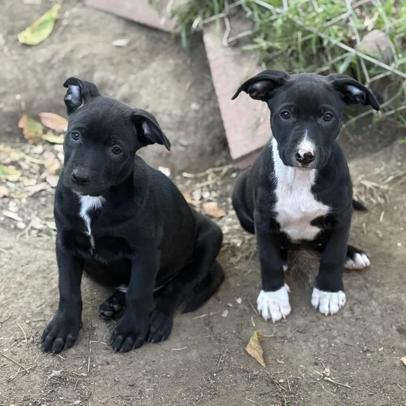 Harrison thumbnail 3