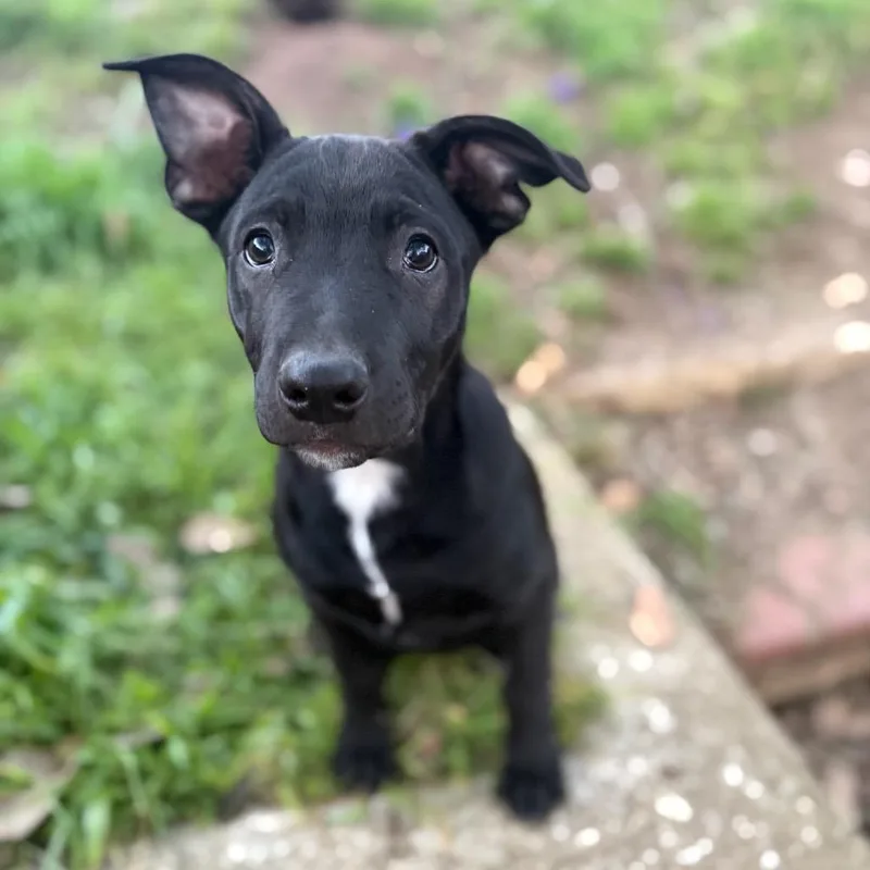 Harrison thumbnail 4