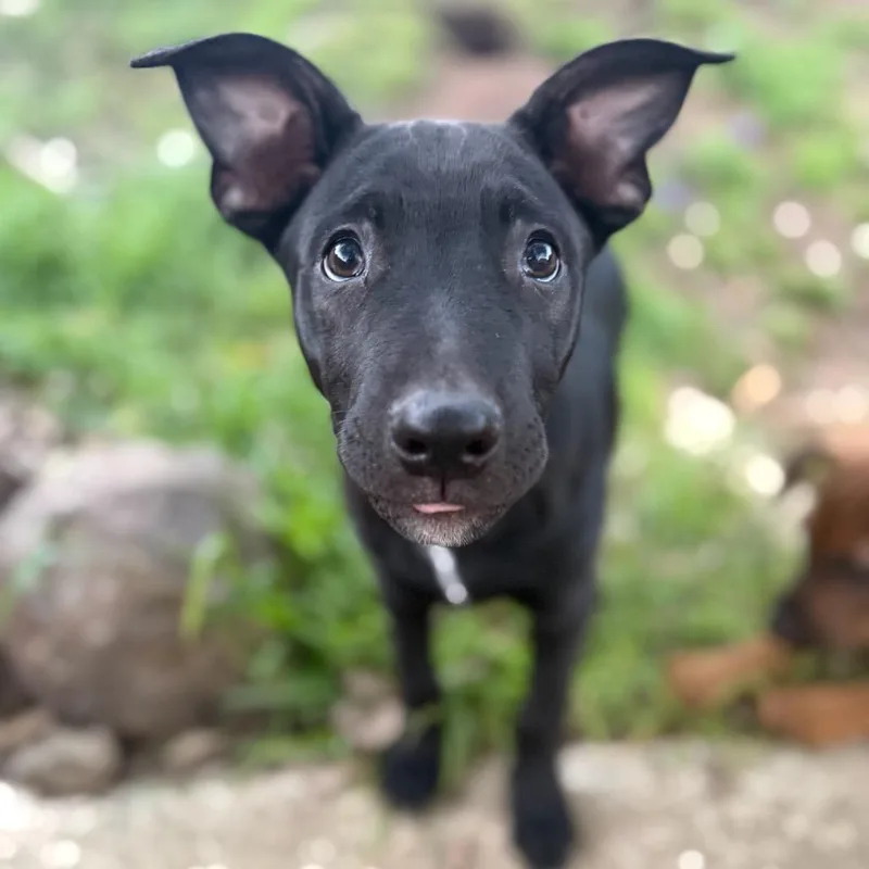 Harrison thumbnail 5