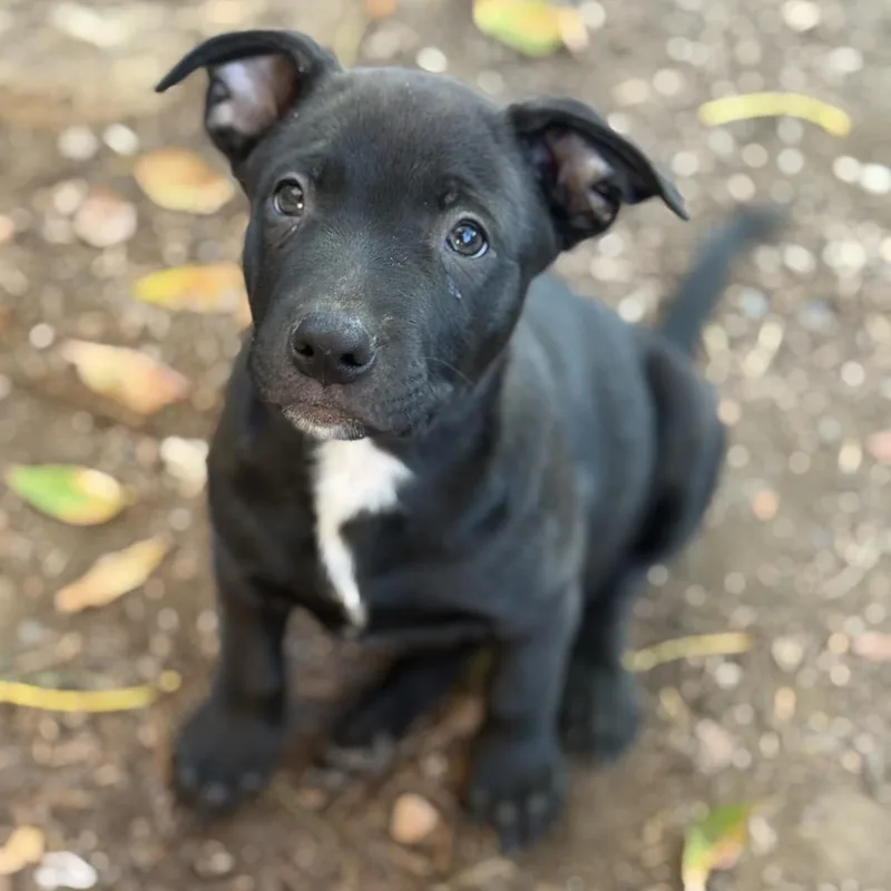 Harrison thumbnail 6