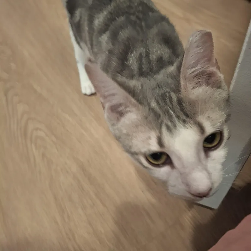 Pepperoni thumbnail 2