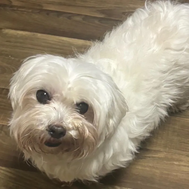 Princess  Home To thumbnail 2