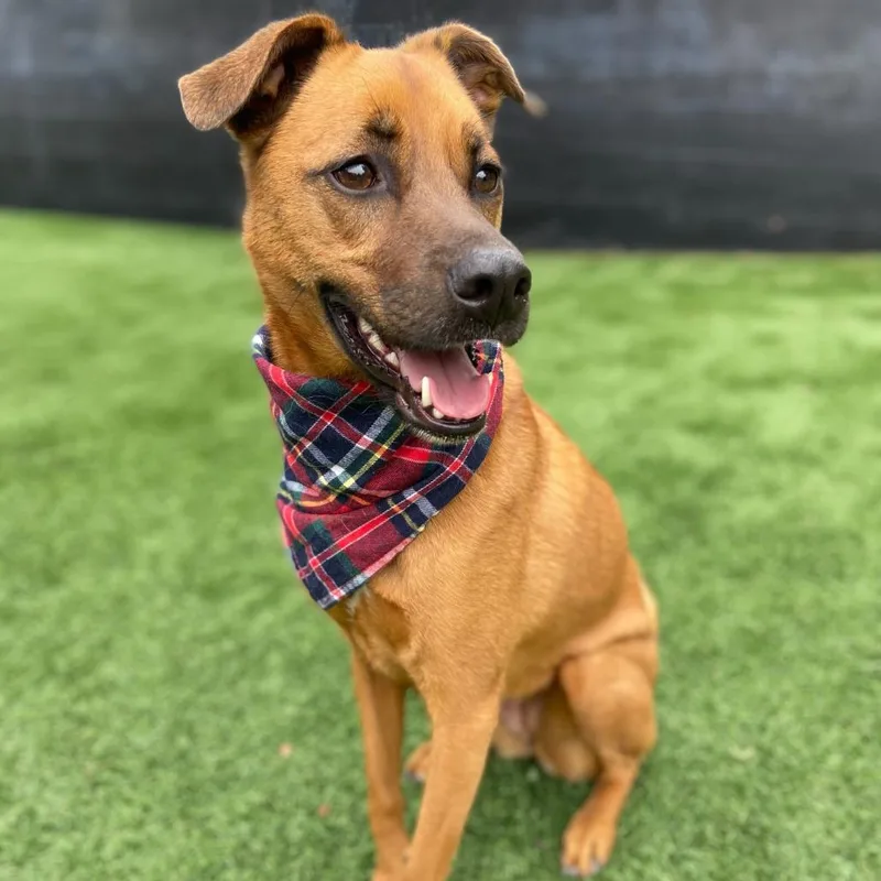 Luna "phoebe" thumbnail 5