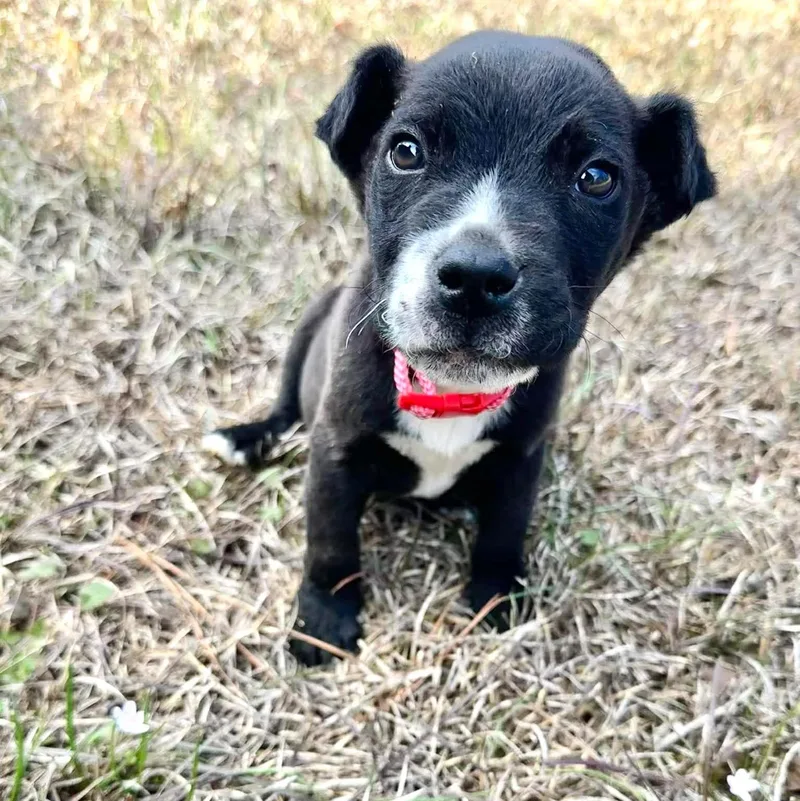 Chip Eg In Ri thumbnail 2