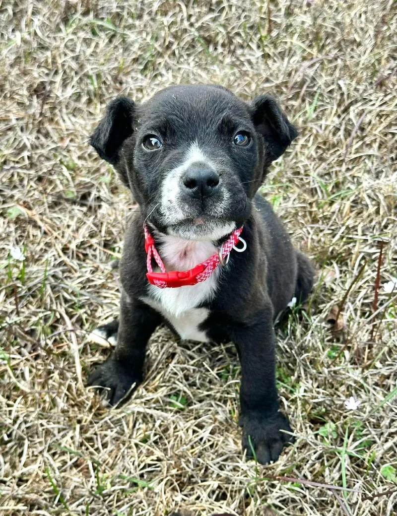 Chip Eg In Ri thumbnail 3