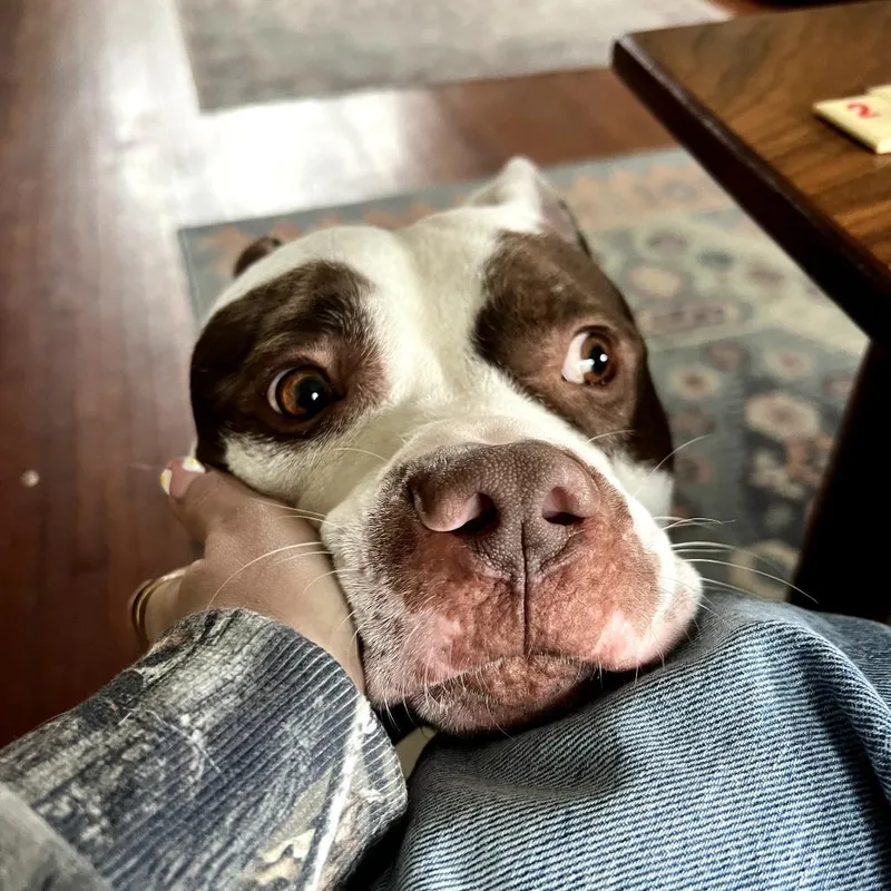 Valentino thumbnail 2