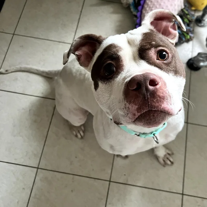 Valentino thumbnail 4