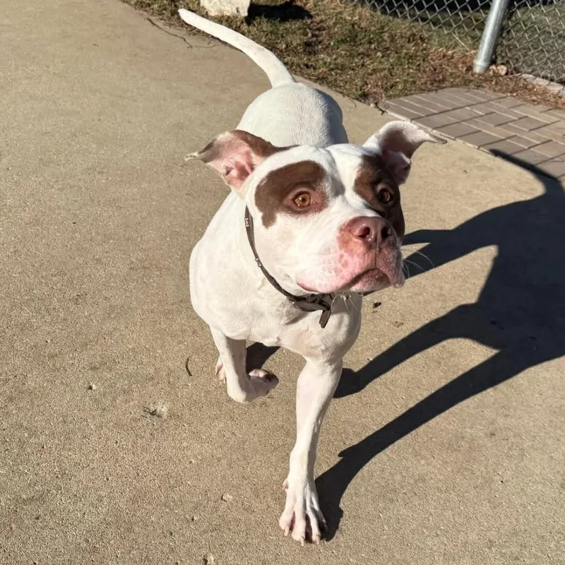 Valentino thumbnail 5