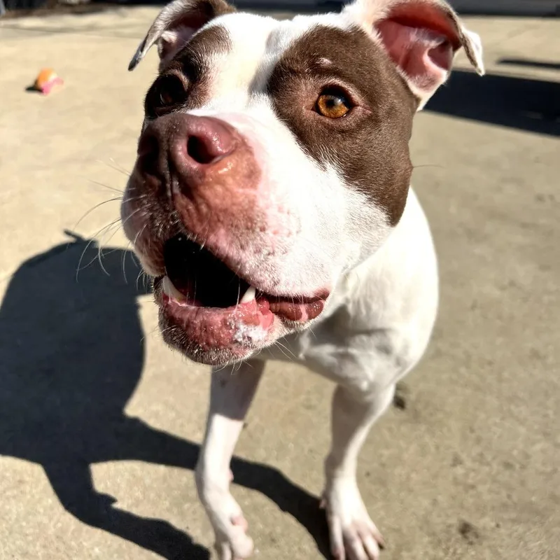 Valentino thumbnail 6