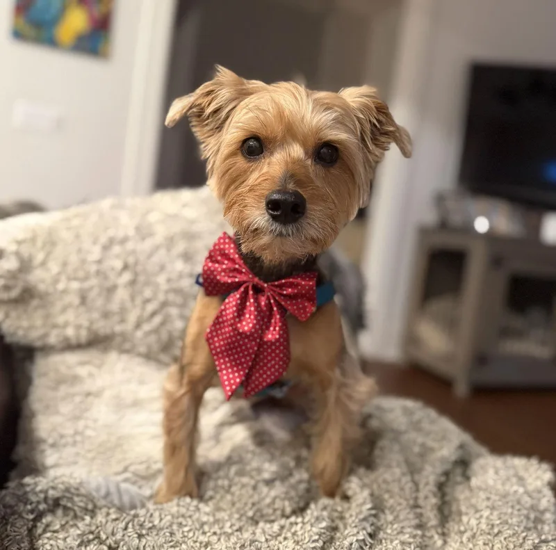 Chester Woodrow thumbnail 3