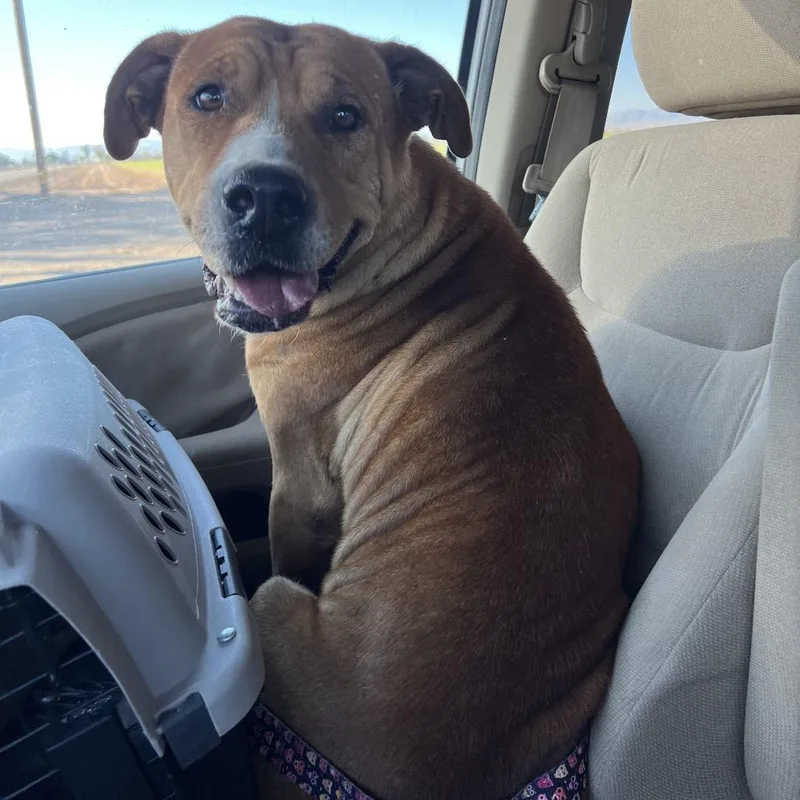 Claire Bear thumbnail 3