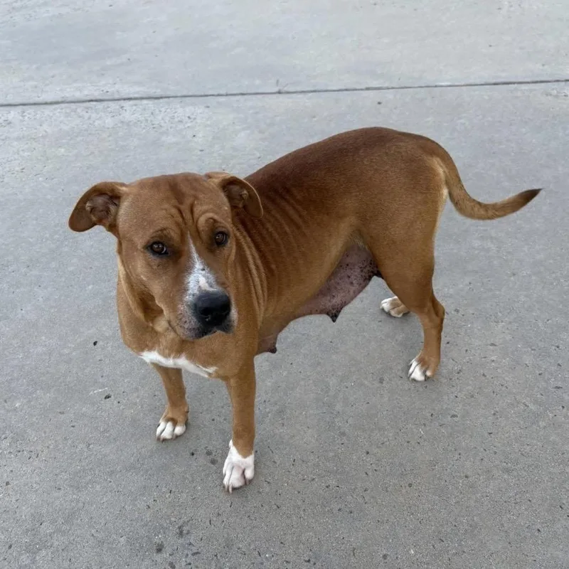 Claire Bear thumbnail 4