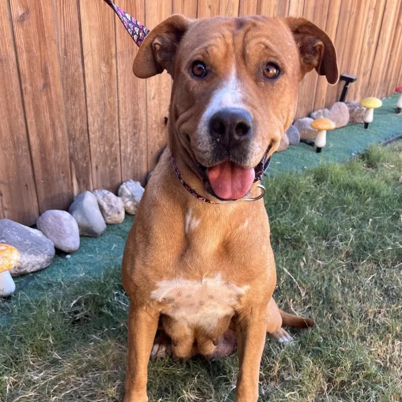 Claire Bear thumbnail 5