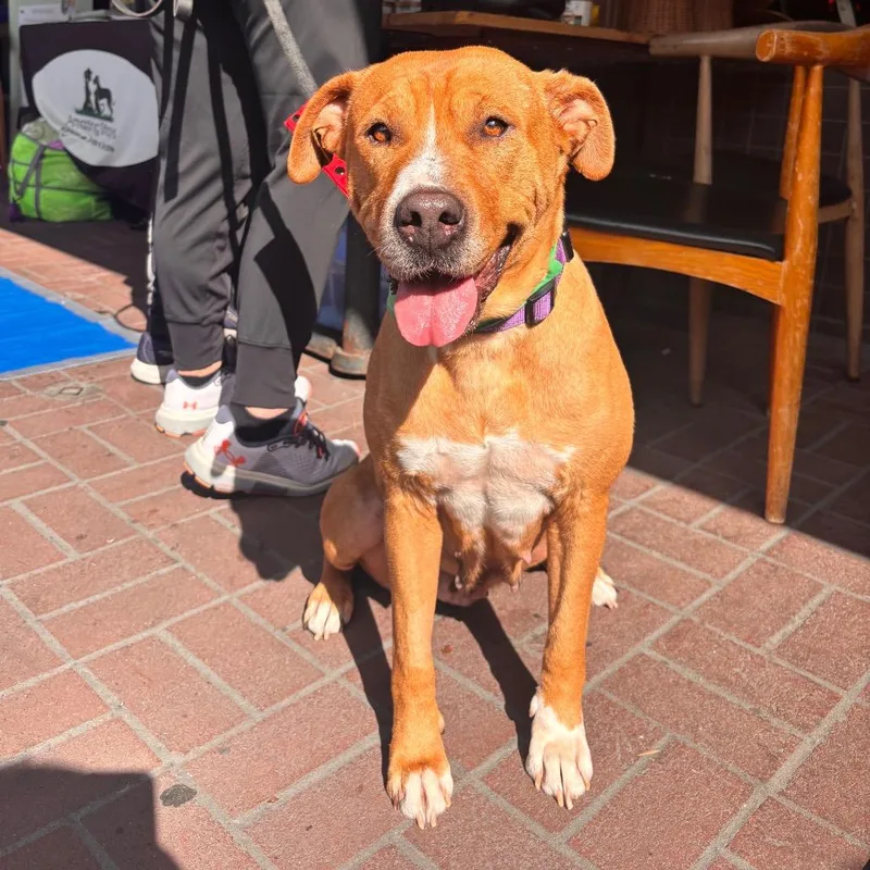 Claire Bear thumbnail 6