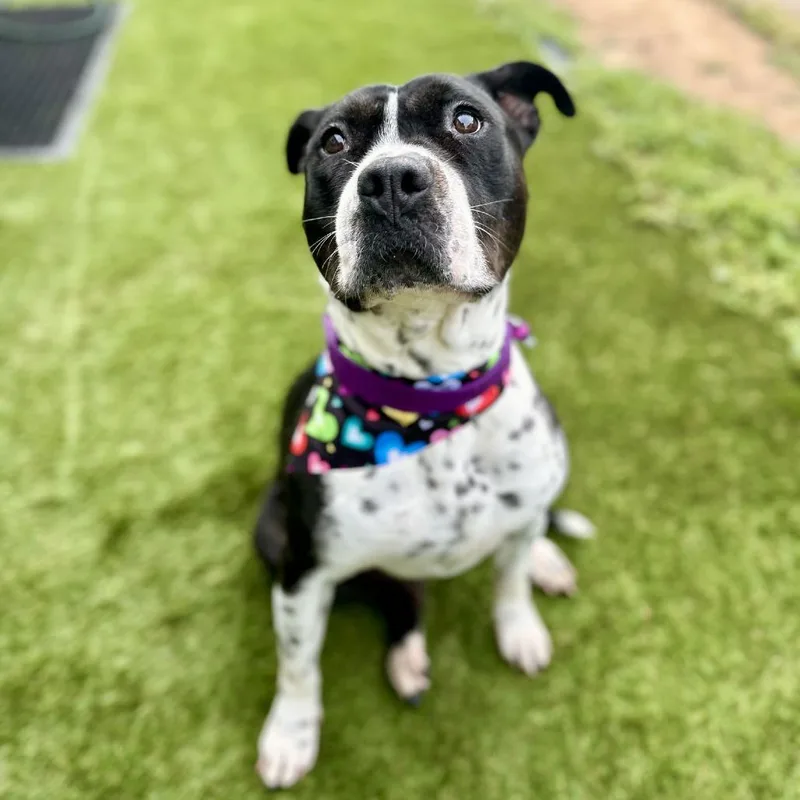 Clara Belle thumbnail 2