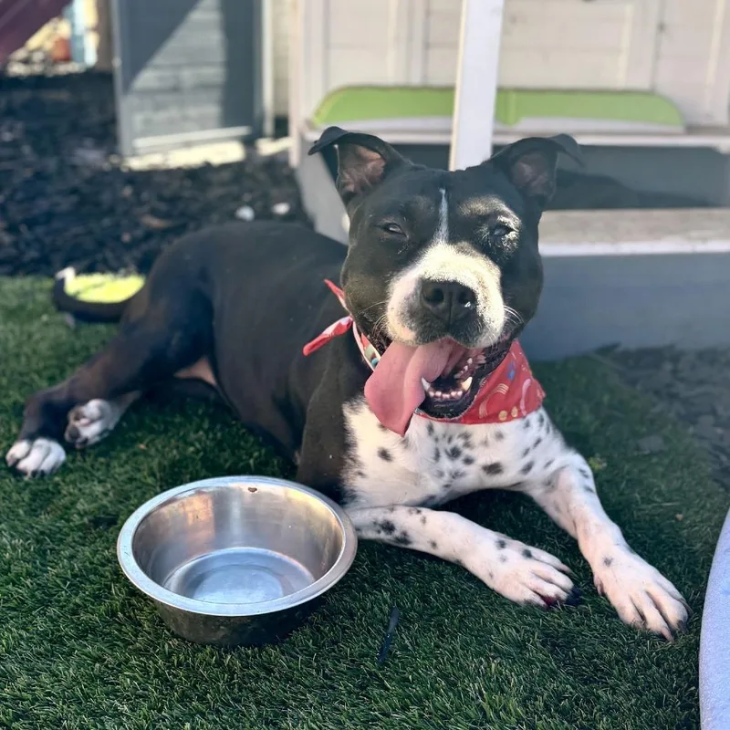 Clara Belle thumbnail 3