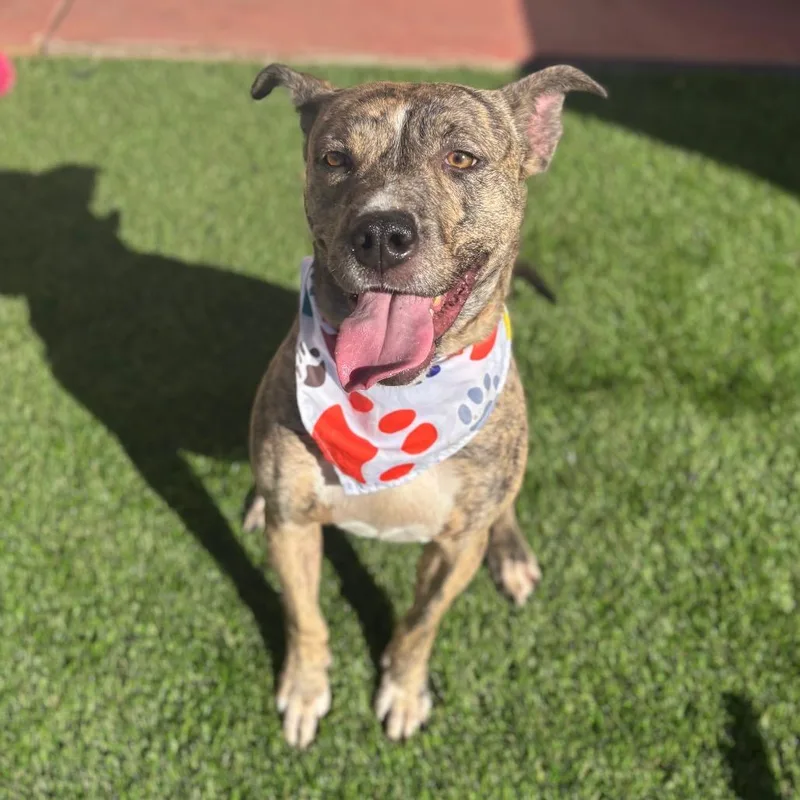 Coco Chanel thumbnail 2