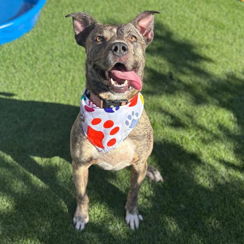 Coco Chanel thumbnail 4