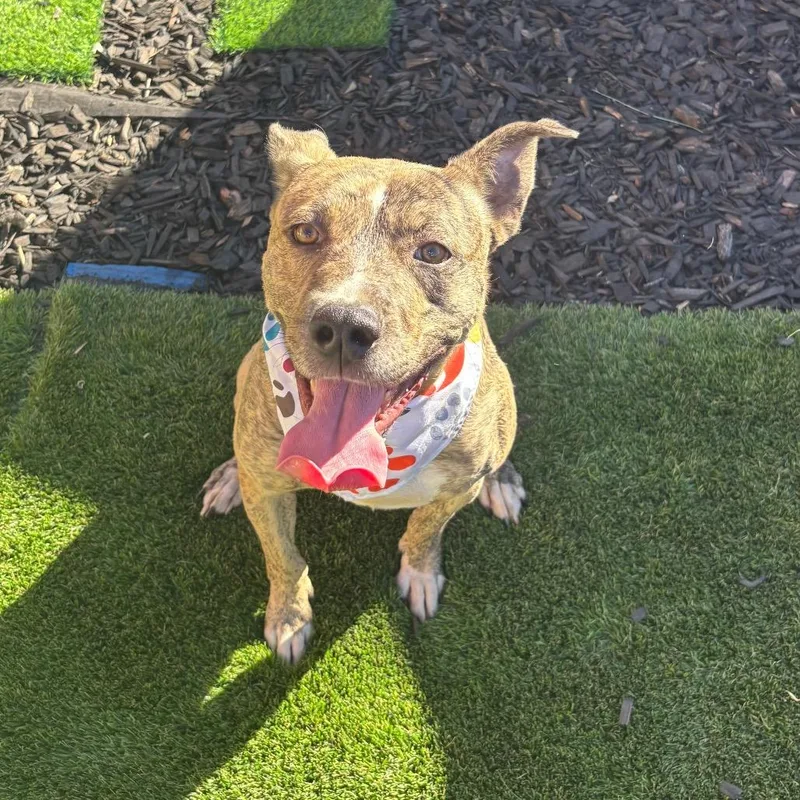 Coco Chanel thumbnail 5