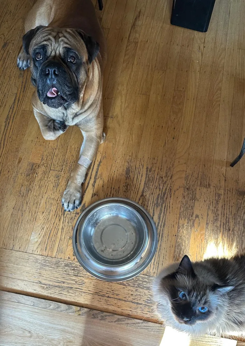 Scooby.  Ca thumbnail 2