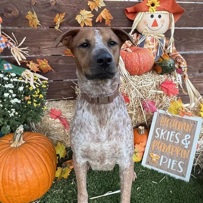 Rusty Brown thumbnail 2