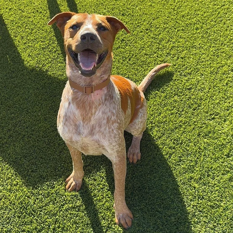 Rusty Brown thumbnail 4