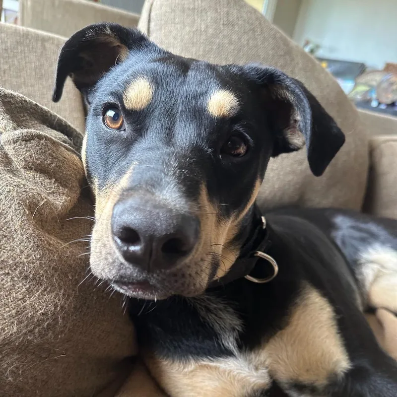 Sammie Sweetheart thumbnail 2