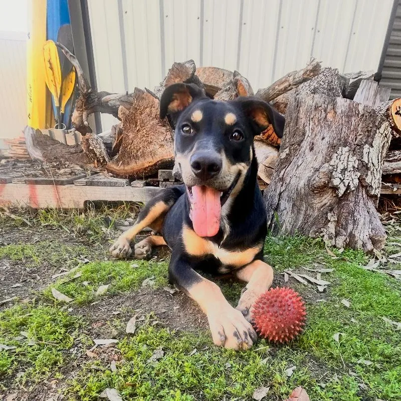 Sammie Sweetheart thumbnail 3