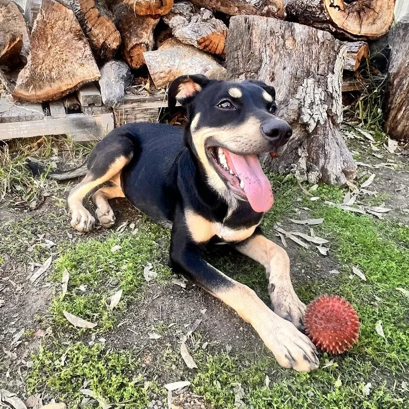 Sammie Sweetheart thumbnail 5