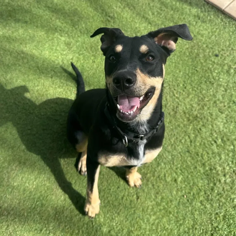 Sammie Sweetheart thumbnail 6