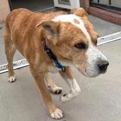 Baileyhandsome Gent Comes With