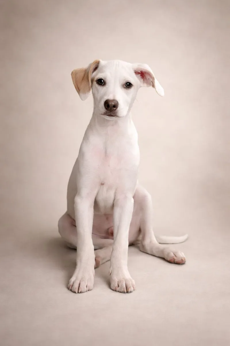 Baxteroni thumbnail 3